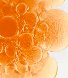 ad_ingredient_helichrysum_full frame_09.2025