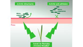 L’Extrait-d’Avoine-Rhealba®---Effet-anti-adhésion-détachant.jpg